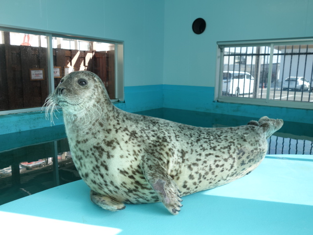 ゴマフアザラシ死亡のお知らせ | すさみ町立エビとカニの水族館