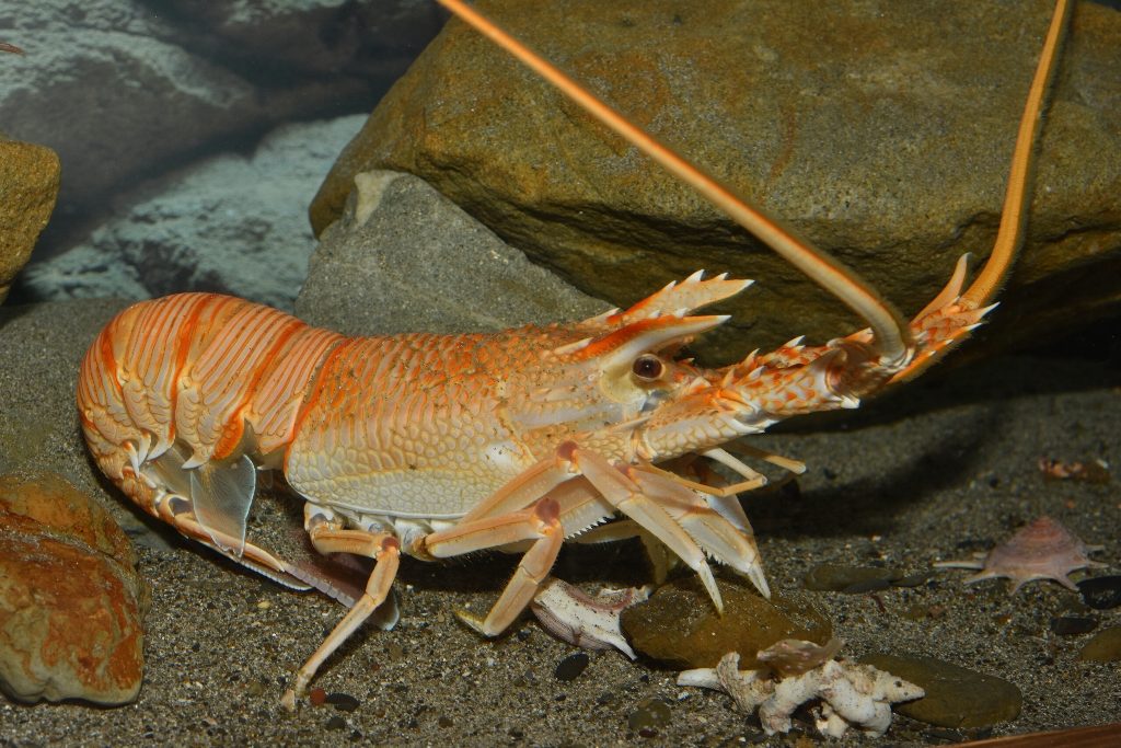 珍しいエビ、リョウマエビを展示！その特徴とは？ すさみ町立エビとカニの水族館