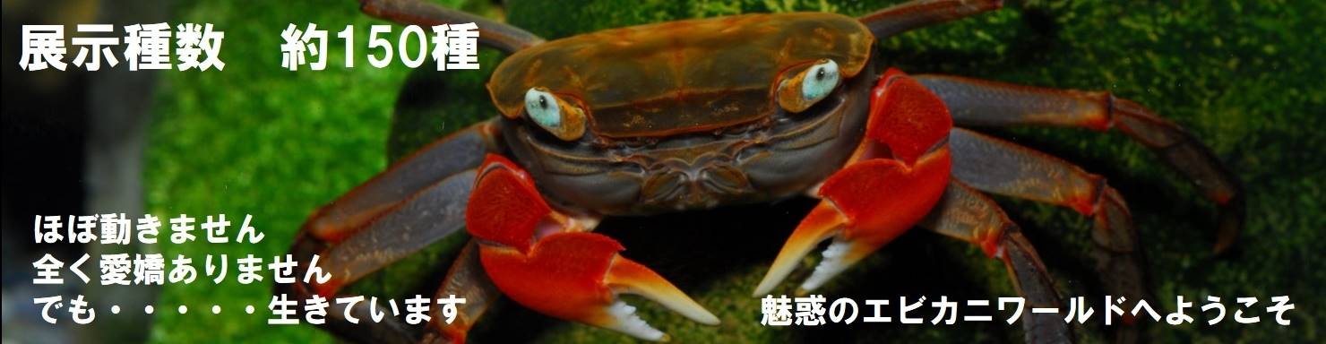 すさみ町立エビとカニの水族館 和歌山県すさみ町にあるエビとカニだけに特化した水族館です 廃校となった旧江住中学校の体育館を再利用しており館内ではエビ やカニを中心に約150種の甲殻類を展示しています