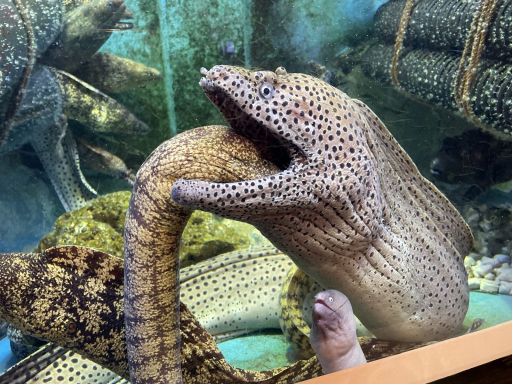 ウツボの動画がバズりました！ありがとうございます！ | すさみ町立エビとカニの水族館