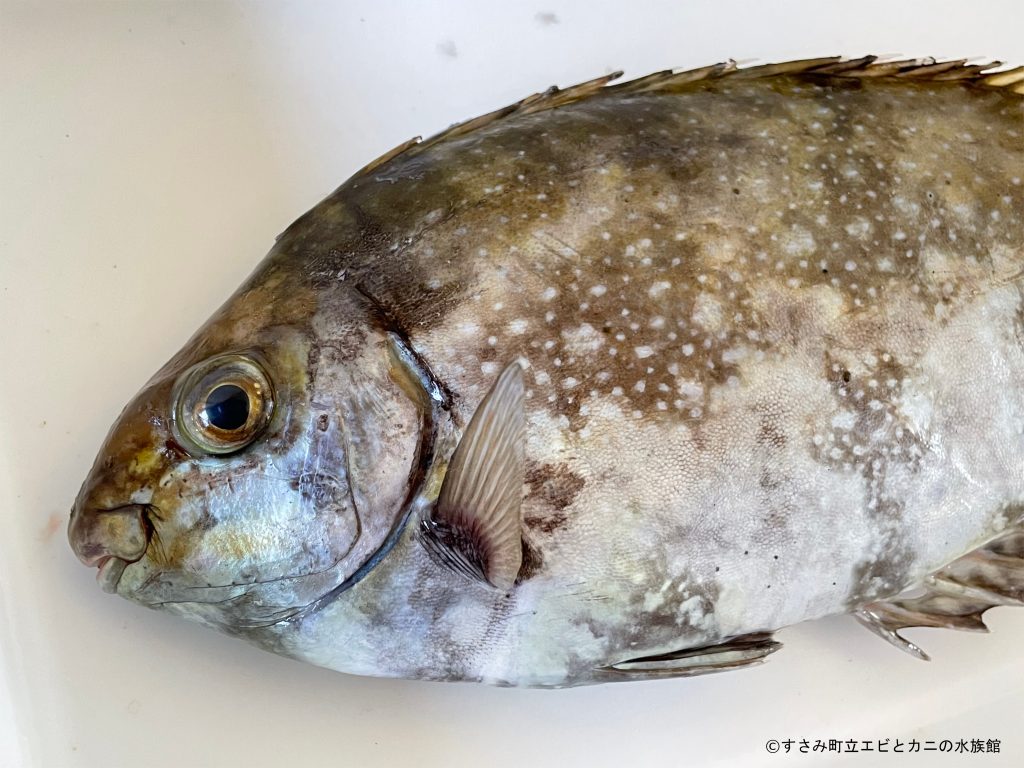 飼育員の食べてみた R3 No5 アイゴ すさみ町立エビとカニの水族館