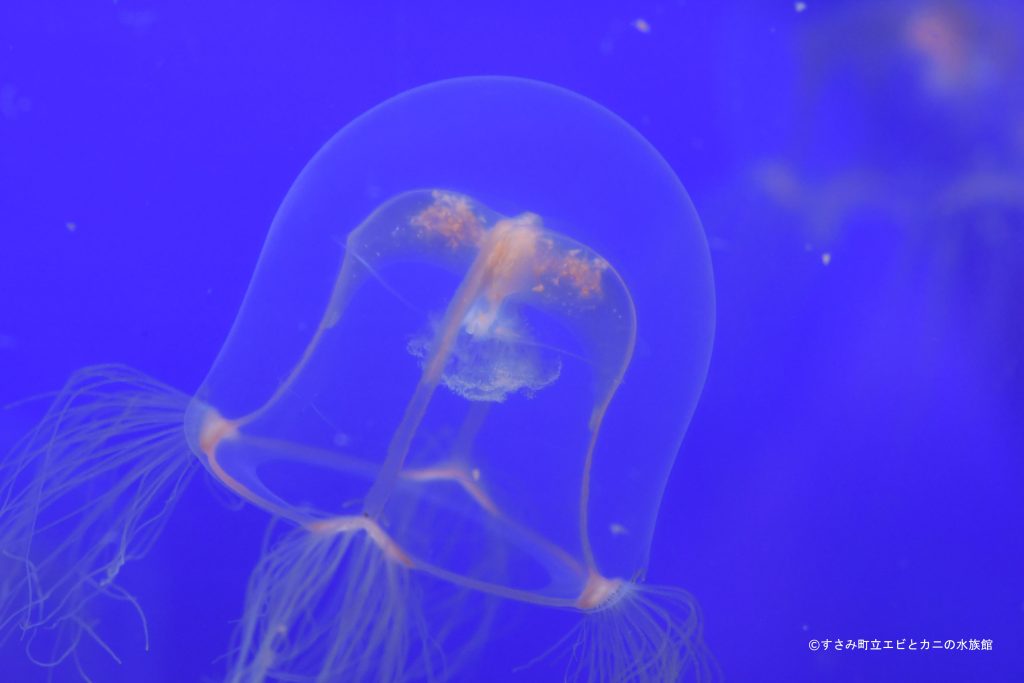 春を告げる ドフラインクラゲ展示開始 | すさみ町立エビとカニの水族館