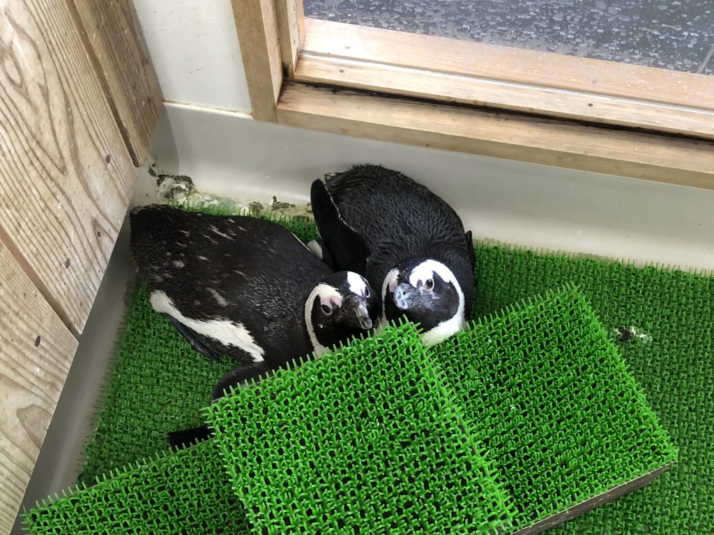 水族館で買ったペンギン 水族館で買ったペンギン