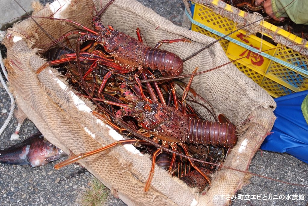 おたのしみ抽選開催！行っ得すさみキャンペーン2022 | すさみ町立エビ