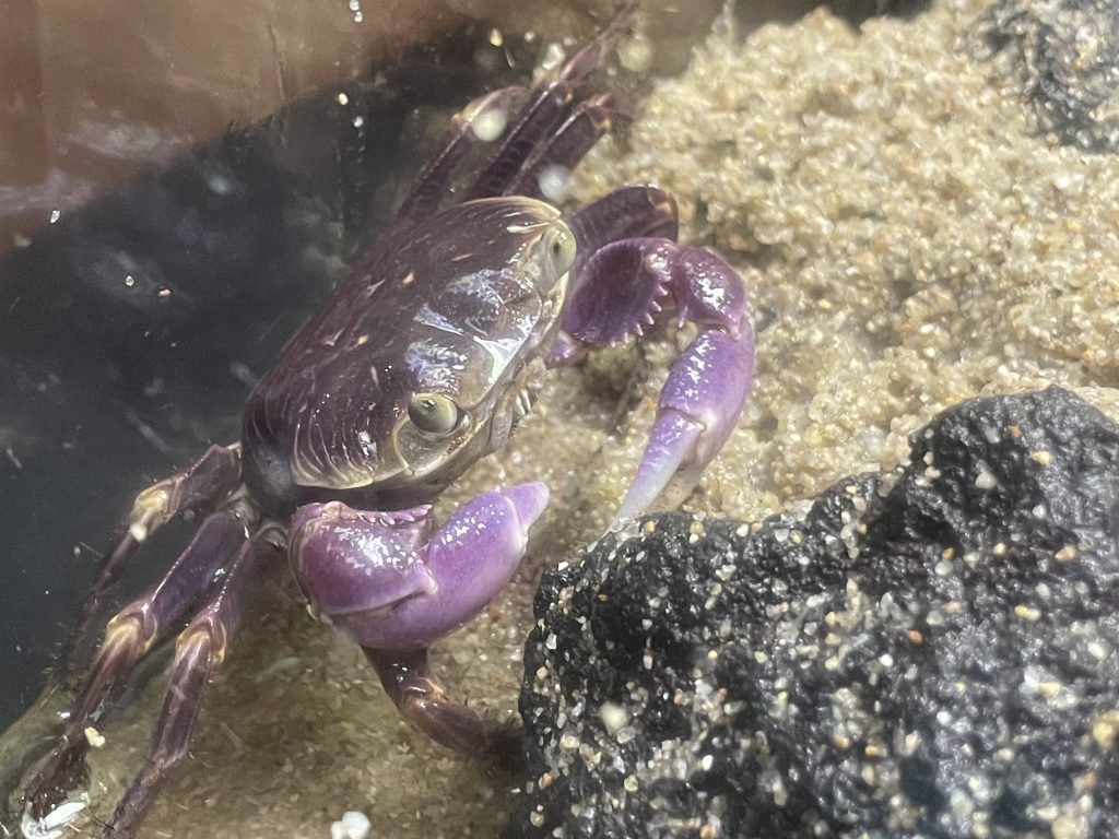 4年ぶり！？ カクレイワガニ発見！！ | すさみ町立エビとカニの水族館