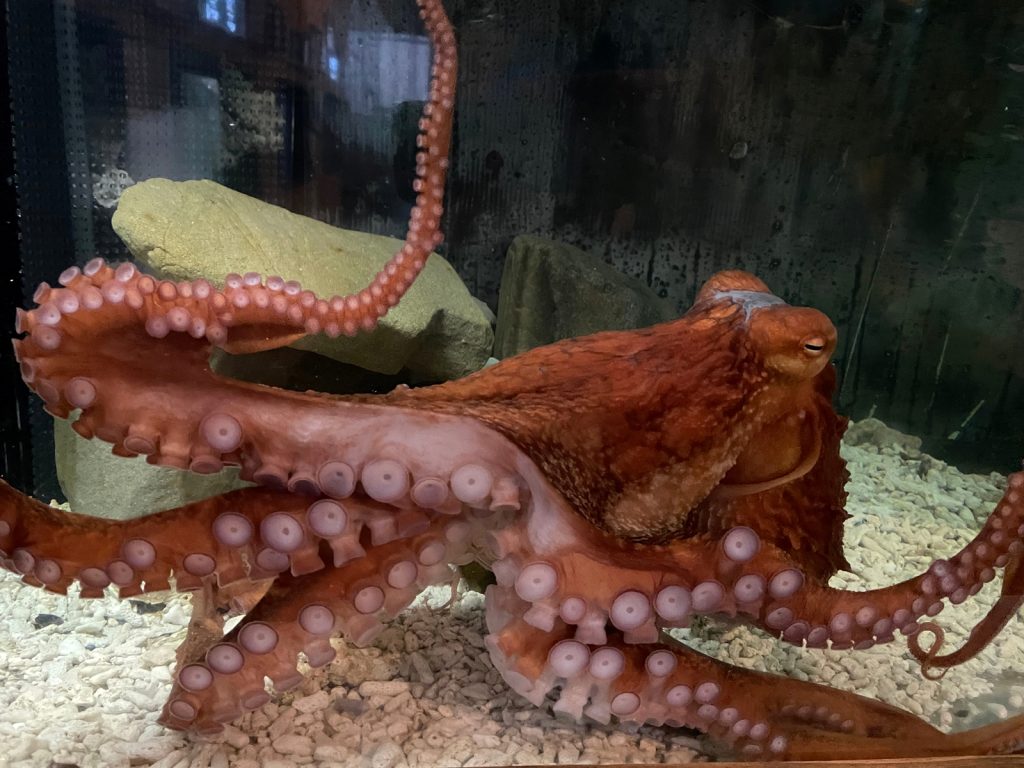 お待たせしました ミズダコ仲間入り！！ | すさみ町立エビとカニの水族館