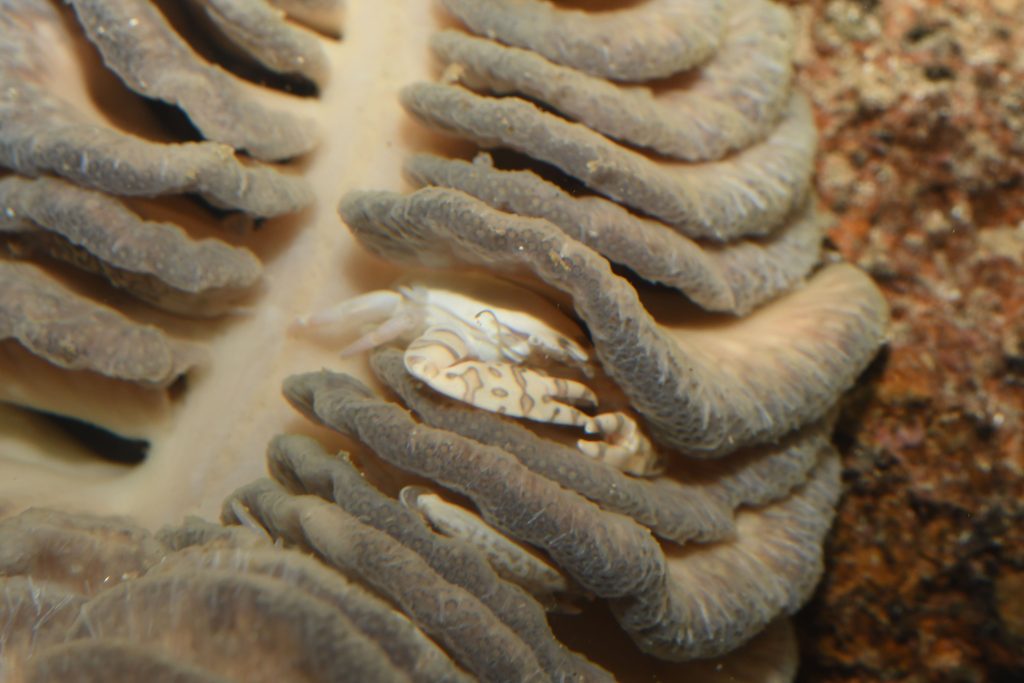 ウミエラカニダマシ展示開始 | すさみ町立エビとカニの水族館