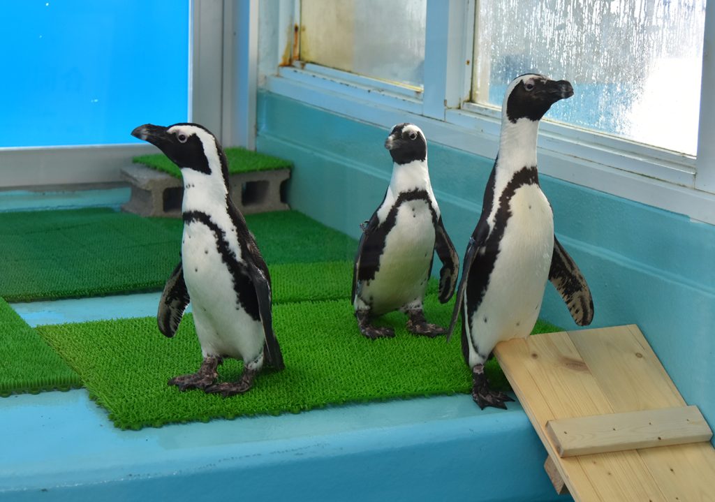 ペンギン4羽が仲間入り！お披露目セレモニーを開催します！ | すさみ