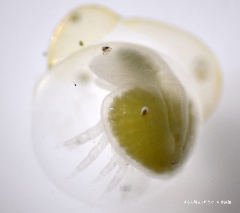 カブトガニの殻 カブトガニ 抜け殻(腹部)-中-【約12.5cm前後/1個】 - Not for