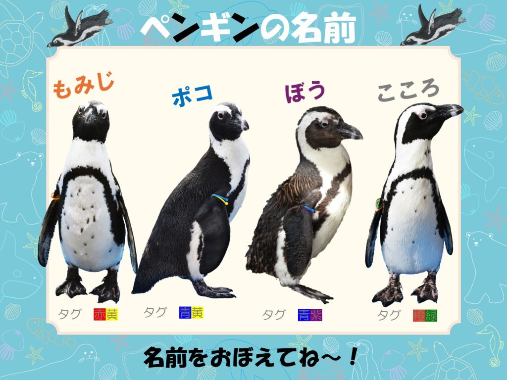 ペンギンの愛称が決まりました！ | すさみ町立エビとカニの水族館