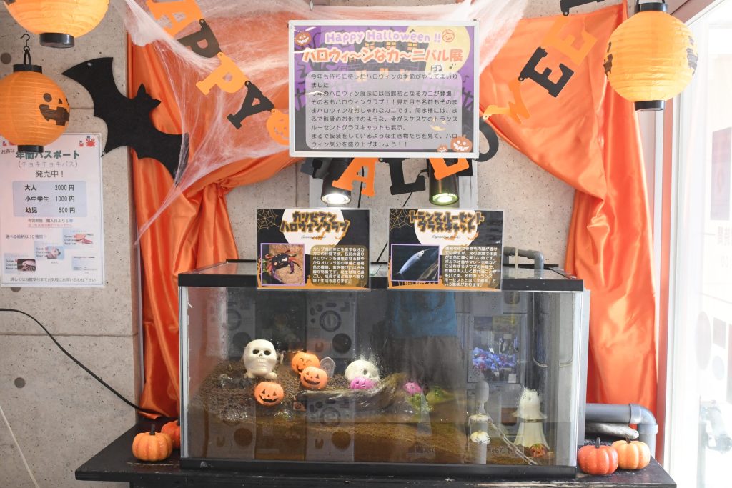 BIG APOLLO HALLOWEEN ver 展示品 BIG APOLLO HALLOWEEN ver 展示品 Happy Halloween ！！ ハロウィ～ン