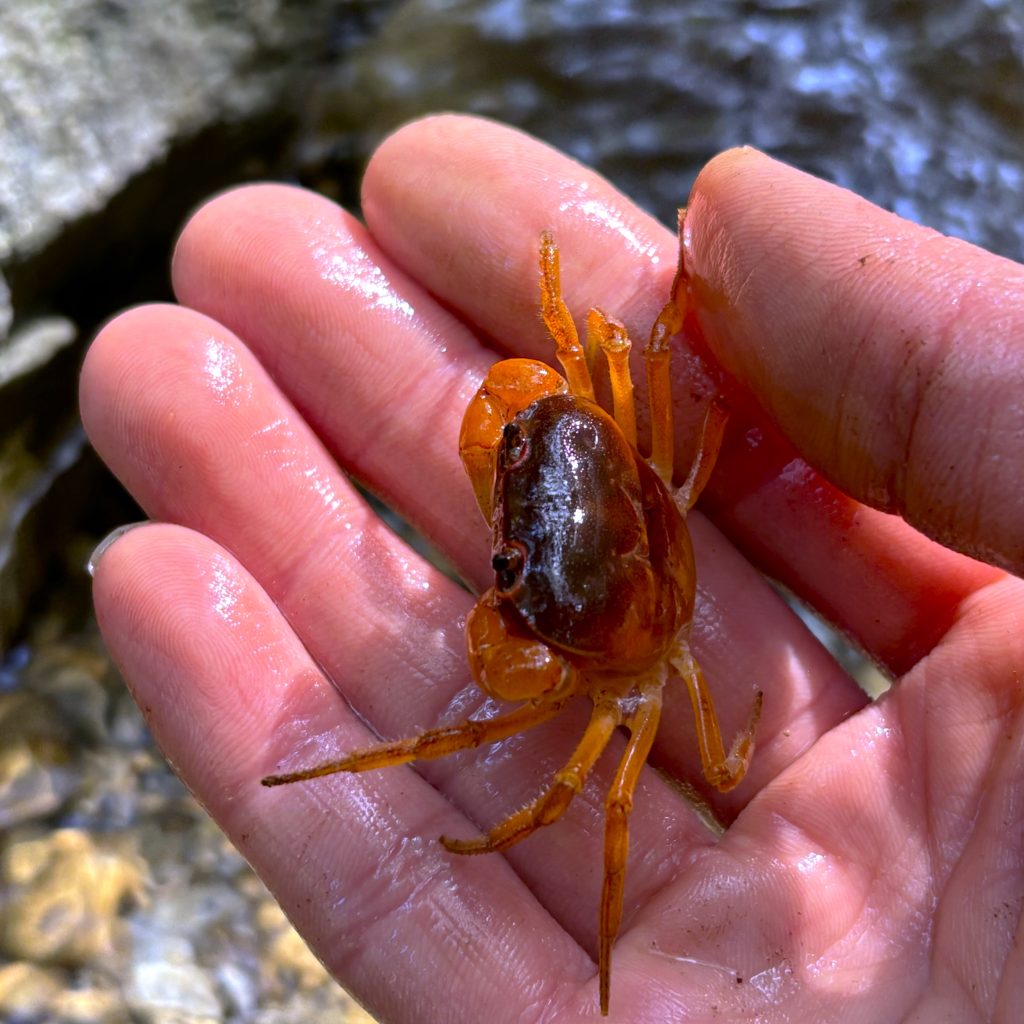 専用出品 エビカニ様 ZXまとめて取引ok様 リクエスト 2点 まとめ商品