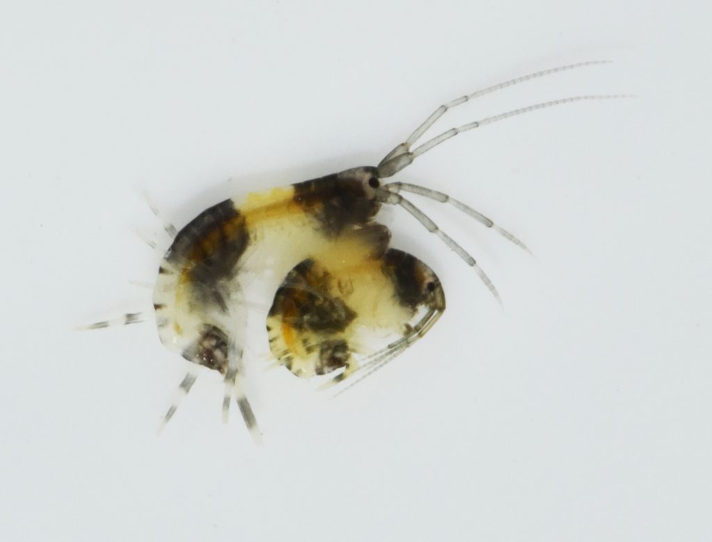 新種のヨコエビ 世界初展示！ | すさみ町立エビとカニの水族館