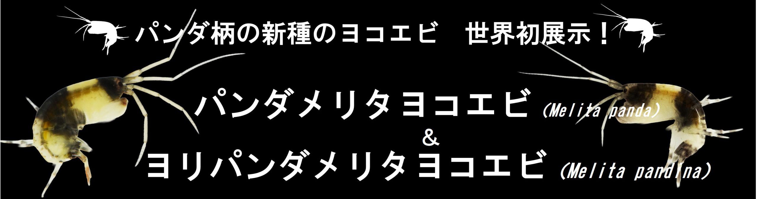 新種のヨコエビを世界初展示