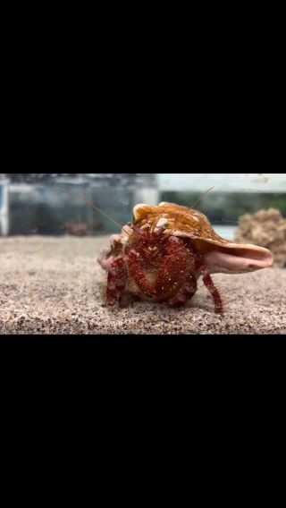 タカアシガニ2222 | すさみ町立エビとカニの水族館