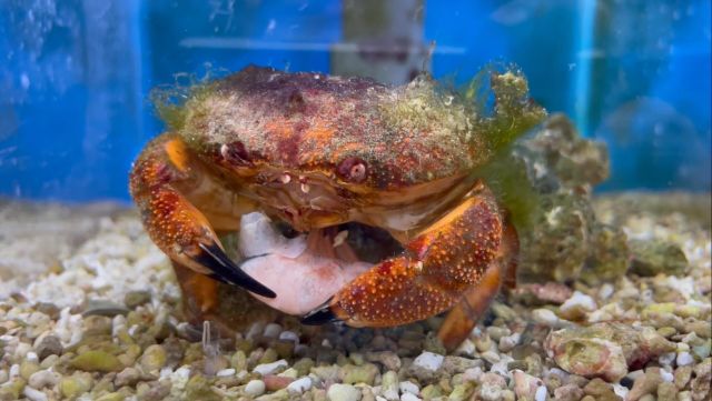 ウツボHP2 | すさみ町立エビとカニの水族館