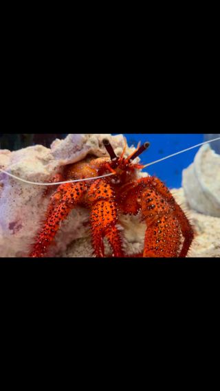 えびとカニ すさみ町立エビとカニの水族館 | 和歌山県すさみ町にあるエビと