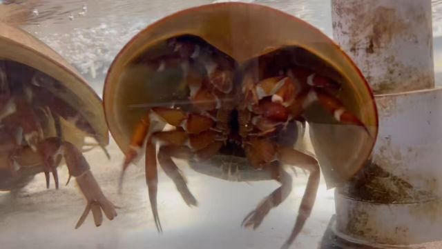 すさみ町立エビとカニの水族館 | 和歌山県すさみ町にあるエビと