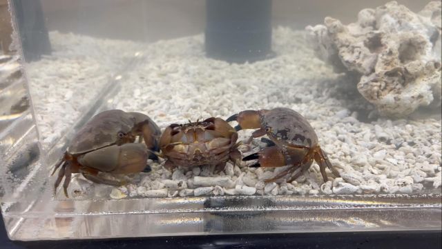 すさみ町立エビとカニの水族館 | 和歌山県すさみ町にあるエビと