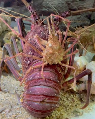 すさみ町立エビとカニの水族館 | 和歌山県すさみ町にあるエビと
