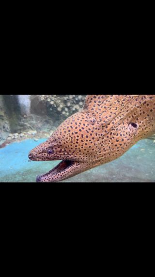 アクセス | すさみ町立エビとカニの水族館