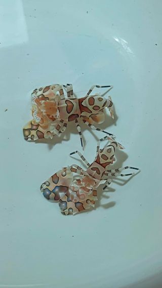 すさみ町立エビとカニの水族館