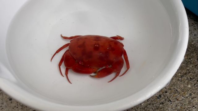 すさみ町立エビとカニの水族館 | 和歌山県すさみ町にあるエビと