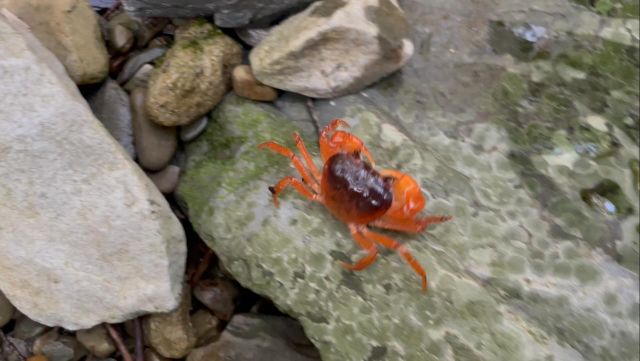 えびとカニ すさみ町立エビとカニの水族館 | 和歌山県すさみ町にあるエビとカニ