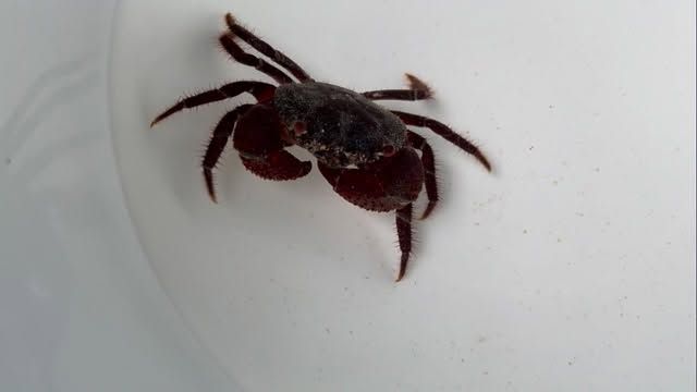 営業時間・料金 | すさみ町立エビとカニの水族館