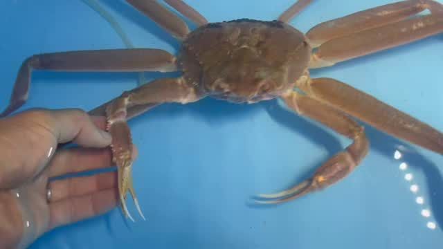 営業時間・料金 | すさみ町立エビとカニの水族館