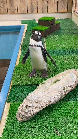 世界の切手コレクション ～切手になった甲殻類 生出英朗コレクション