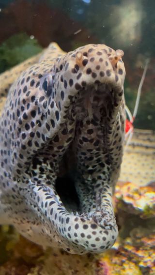 うみ”の中の辰年展～海の”辰”が大集合～」開催中！ | すさみ町立エビと