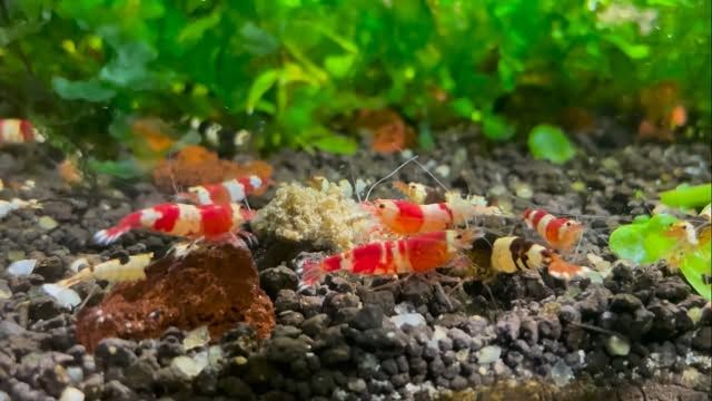 #さま専用です レイズ ベルサス CRAFT COLLECTION VV21S(グレイスゴールド) 19インチ