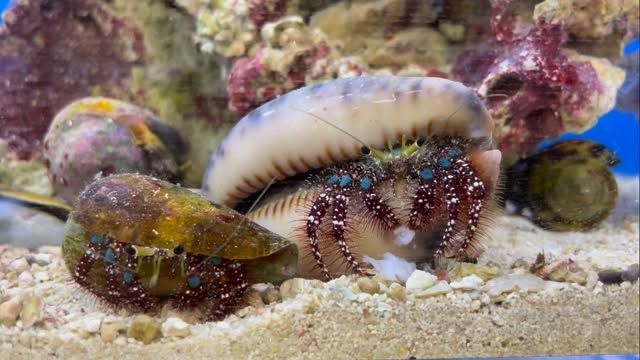 タカアシガニ2222 | すさみ町立エビとカニの水族館