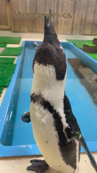 当館初のペンギン飼育展示をはじめます！ | すさみ町立エビとカニの水族館